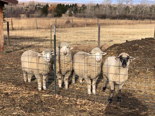 Ewe lambs standing in a row behind a wire fence. Photo by Clayton Marlow